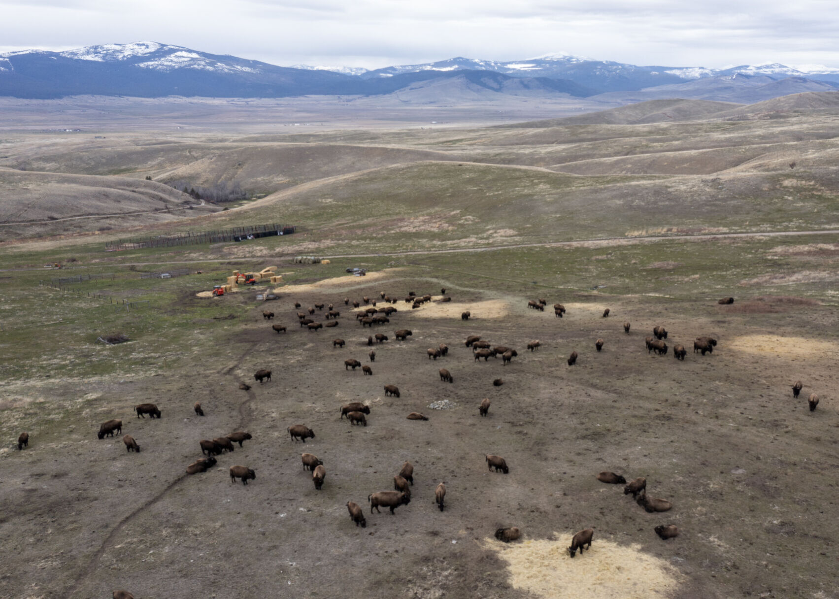 Territory: Roam Free 03 Bison Range